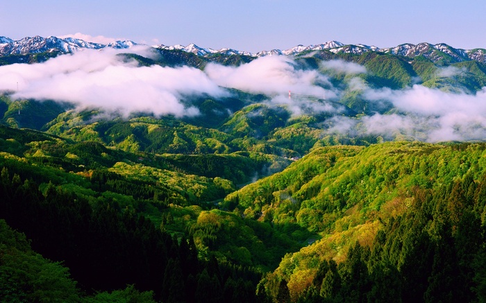 Misty Mountains with Green Forest and Snow-Capped Peaks