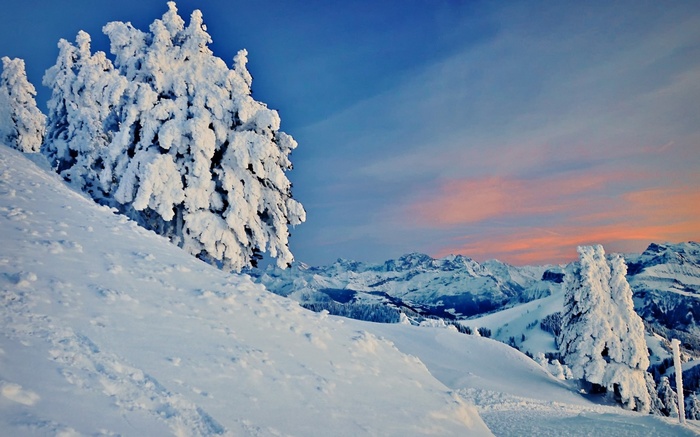 Snow-covered trees on a mountain slope at sunset