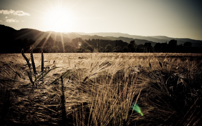 Wheat field at sunset with mountains