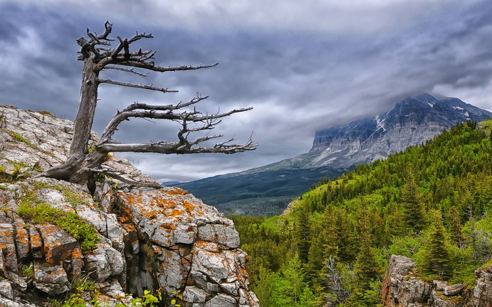 Dead tree on rocky cliff overlooking mountains and forest