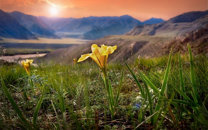 Yellow flowers in a mountain valley at sunset