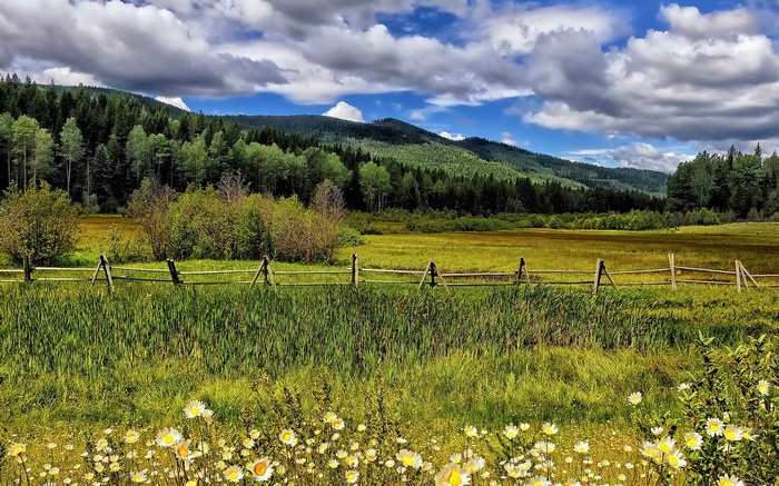 Wooden fence in a field with daisies and mountains