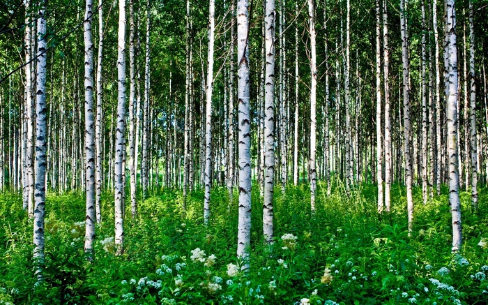 Birch forest with green undergrowth and white flowers