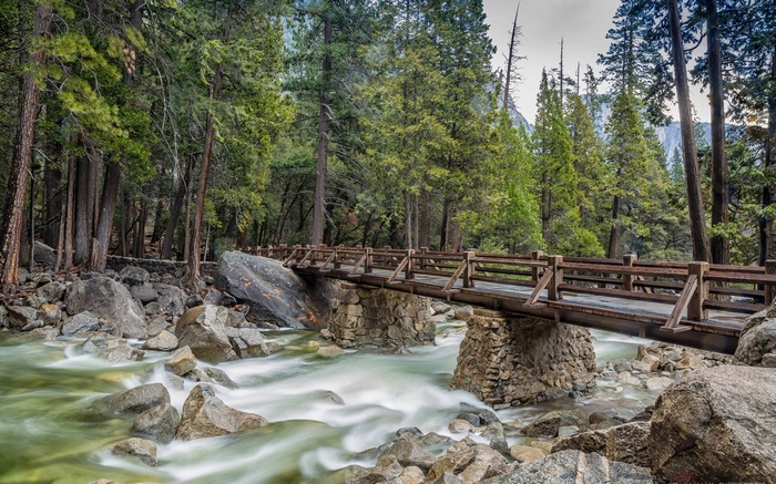 Wooden bridge over a river in a forest