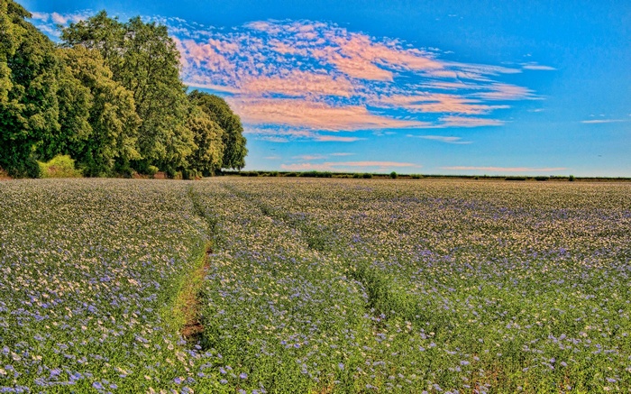 Field of flowers with trees and sky