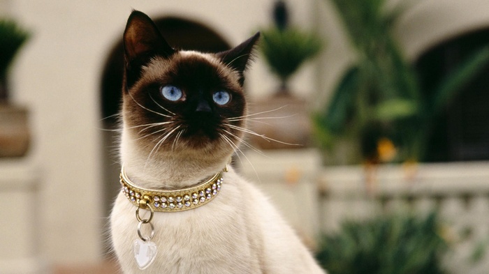 Siamese cat with blue eyes wearing a jeweled collar