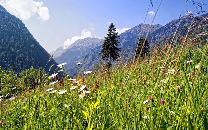 Meadow with wildflowers and mountains