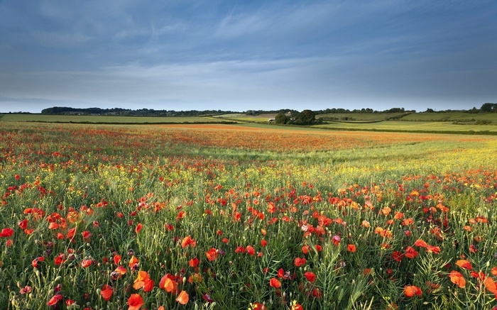 Field of red poppies and yellow flowers under a blue sky