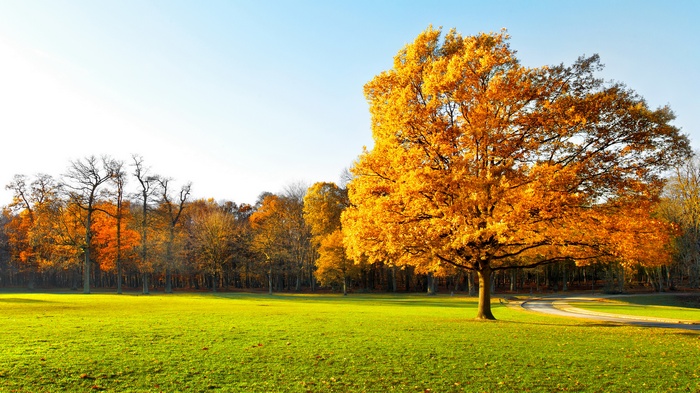 Autumn tree in a park with a path