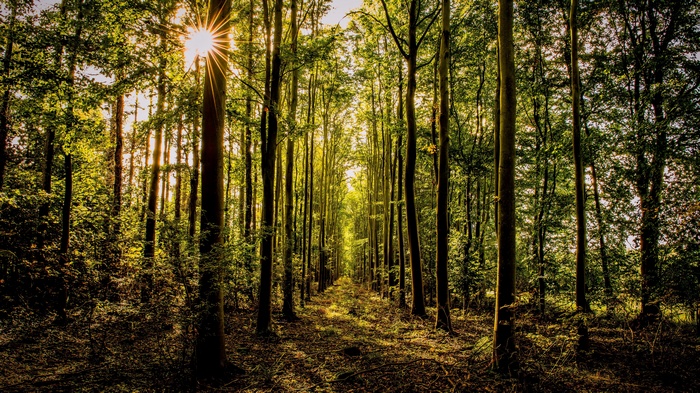 Sunlight filtering through a dense forest path