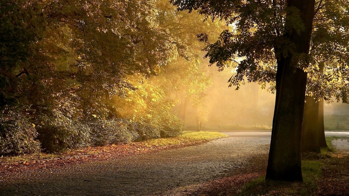 Sunlight filtering through trees onto a path in autumn
