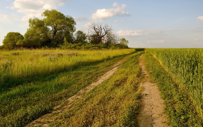 Dirt road through a field with trees and sky