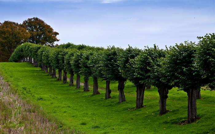 A row of trees lining a grassy hill