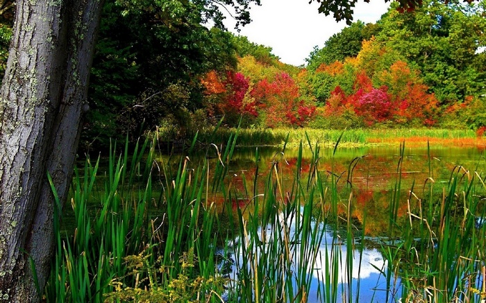 Autumn trees reflected in a pond with reeds