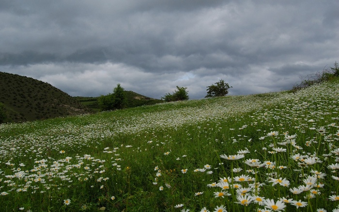 Field of daisies under a cloudy sky