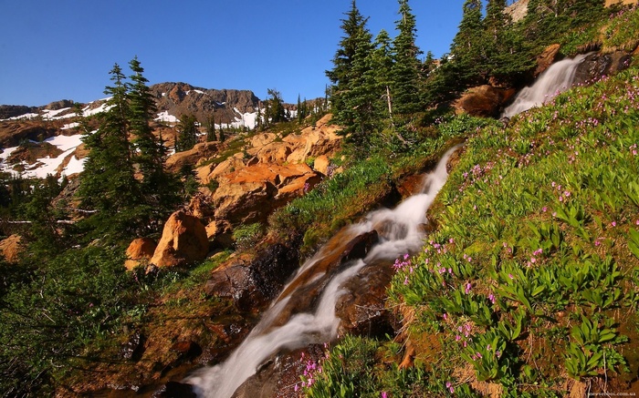 Mountain stream flowing through rocky terrain with wildflowers