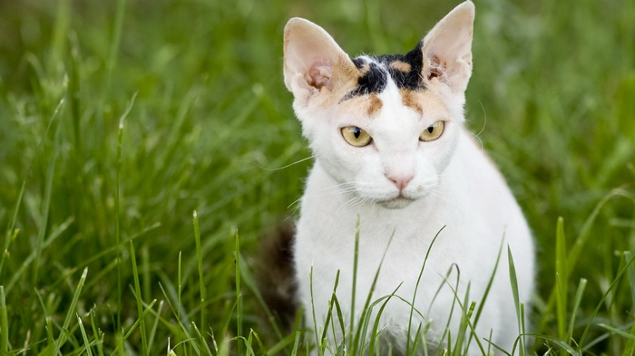 A cat with white fur and black and orange markings sits in grass.