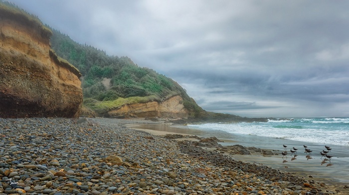 Birds on a rocky beach with cliffs and ocean