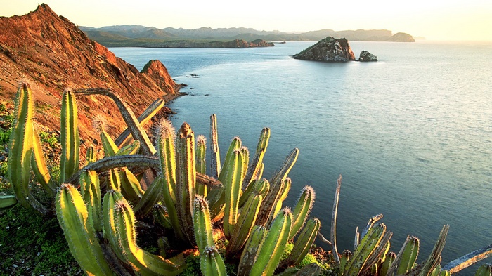 Cacti on a cliff overlooking the ocean at sunset