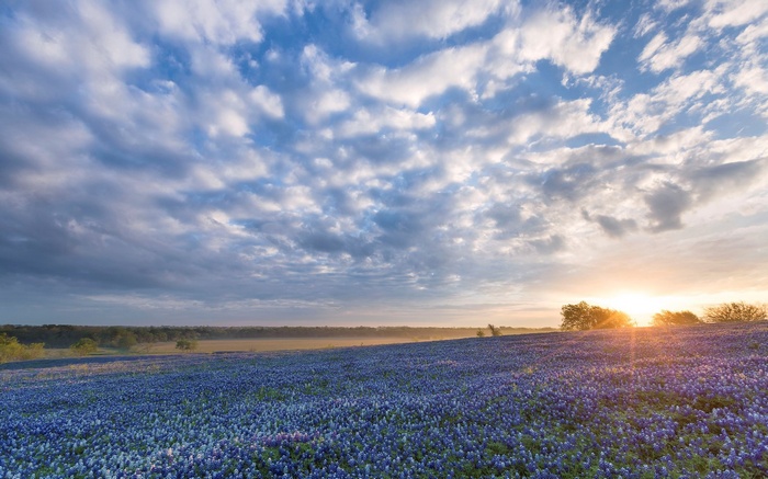 Field of bluebonnets at sunrise with cloudy sky