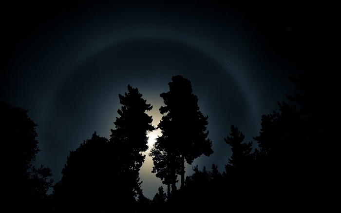 Moon halo over silhouetted pine trees at night