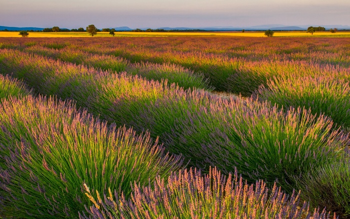 Rows of lavender fields at sunset