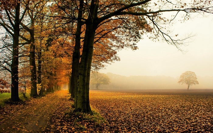 Autumn path lined with trees and fallen leaves