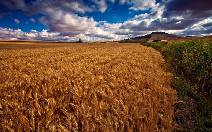Golden wheat field under a cloudy sky