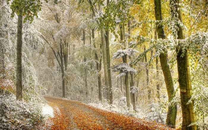Autumn forest path with first snow