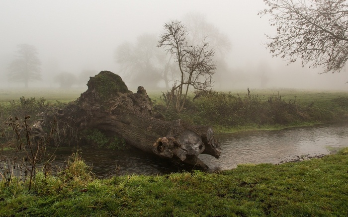 Fallen tree by a stream in foggy landscape