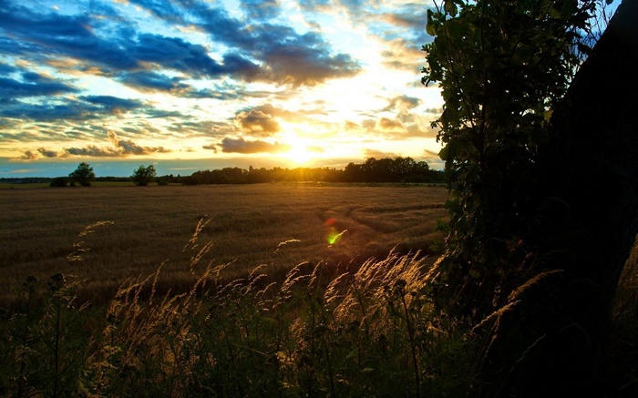 Sunset over a field with tall grass in the foreground