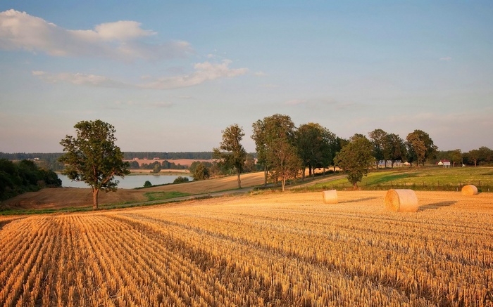 Golden wheat field with hay bales and a lake