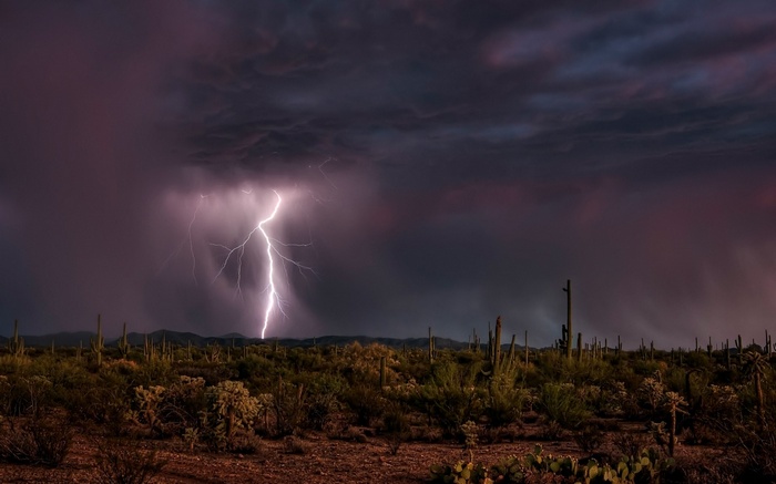 Lightning strike over desert landscape with saguaro cacti
