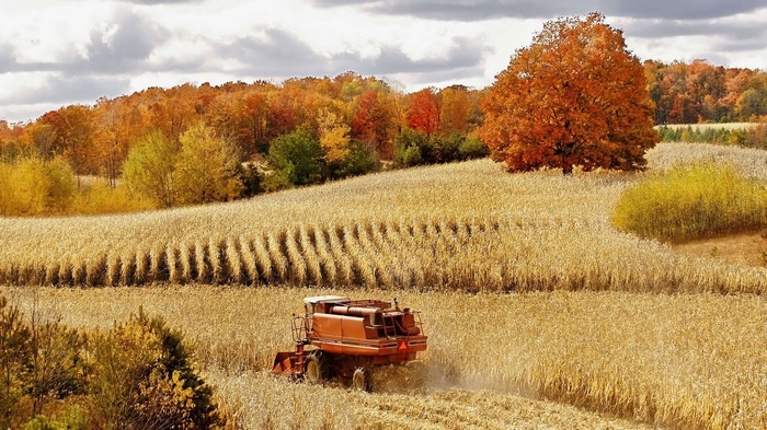 Combine harvester in a cornfield during autumn