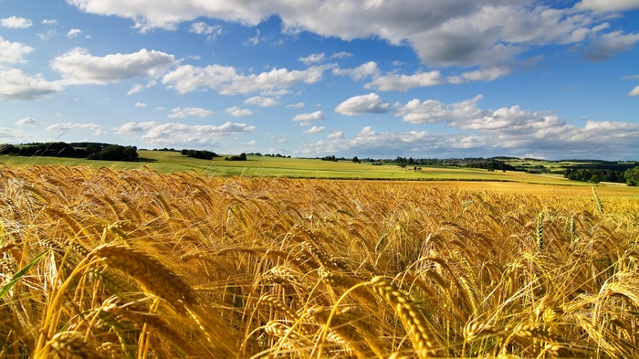 Golden wheat field under a cloudy blue sky