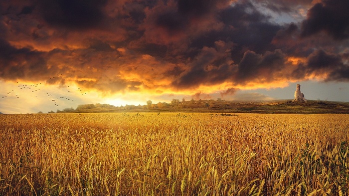 Wheat field with a tower under a stormy sky