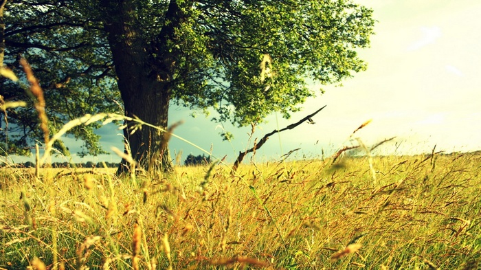 A lone tree in a grassy field