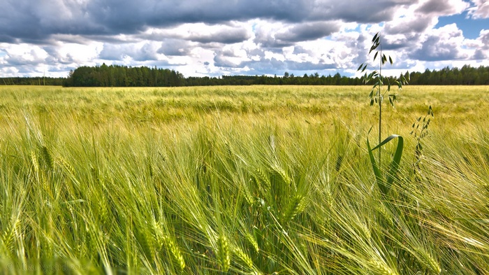 Field of green wheat under a cloudy sky