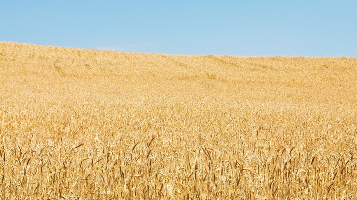 Golden wheat field under a clear blue sky