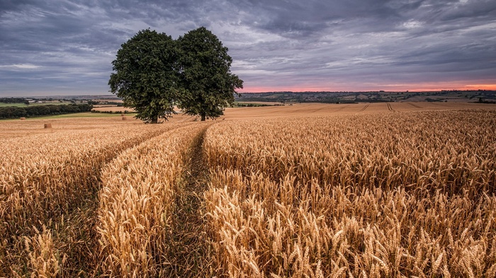 Wheat field with trees at sunset