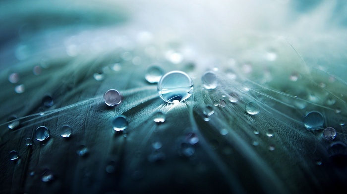 Water droplets on a feather