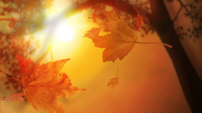 Autumn leaves falling in the sun