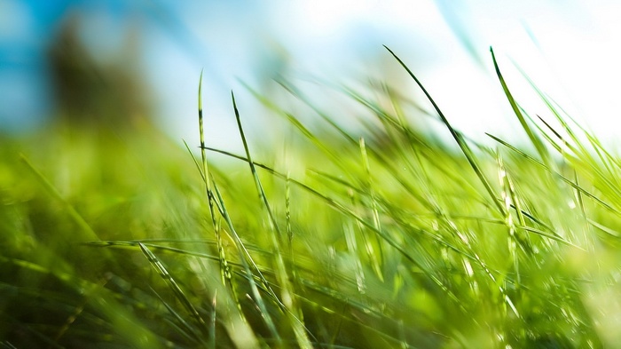 Close-up of green grass blades