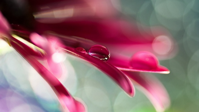 Macro shot of water droplets on a pink flower petal