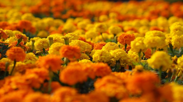 Field of orange and yellow marigolds