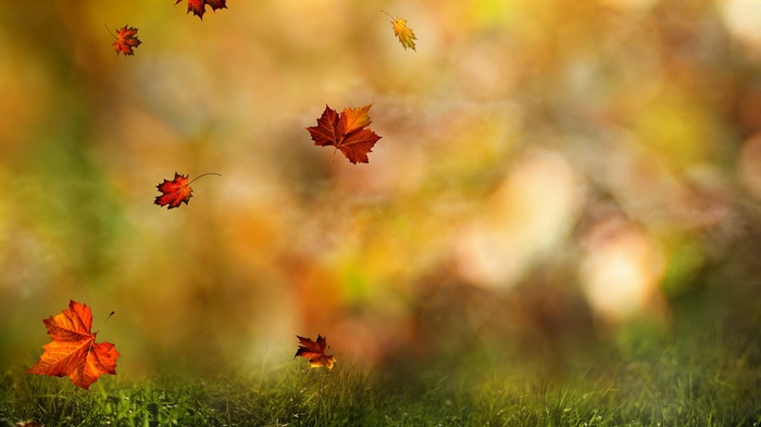 Autumn leaves falling on grass
