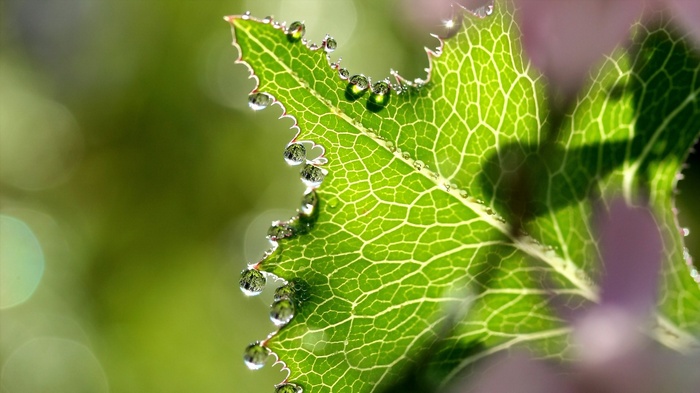 Close-up of a green leaf with water droplets