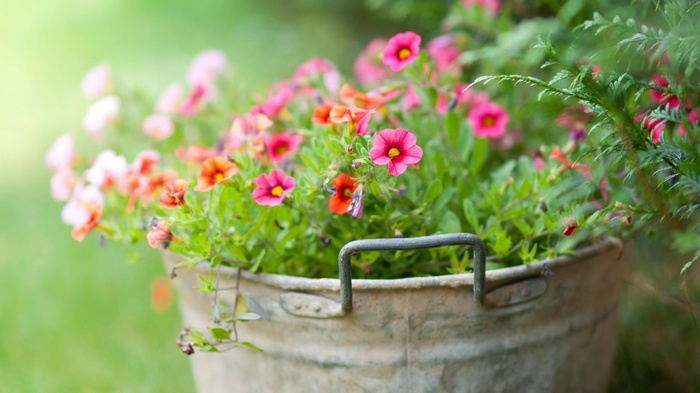 Bucket of pink and orange flowers in a garden