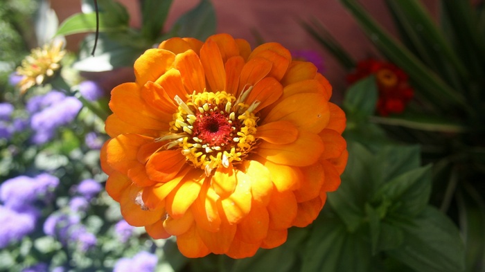 Close-up of an orange zinnia flower