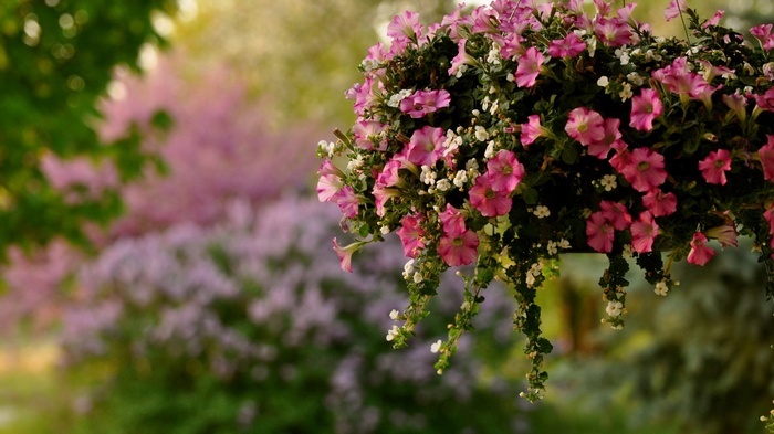Hanging basket of pink petunias and white flowers